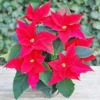Poinsettia Seeds Christmas Star Perennial Landscape Hedges 100 Pcs Red Shrub Seeds