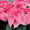 Poinsettia Seeds Christmas Star Perennial Landscape Hedges 100 Pcs Red Shrub Seeds
