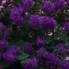 Purple Crape Myrtle Seeds Perennial Tree - 35+ Count Full Sun Starter Pack