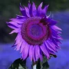 Purple Sunflower Seeds, Ornamental Flower Seeds, 25 Count, Purple, Non-GMO