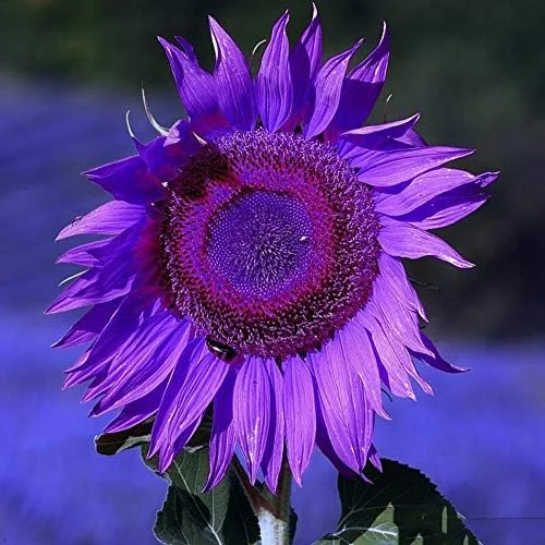 Purple Sunflower Seeds, Ornamental Flower Seeds, 25 Count, Purple, Non-GMO