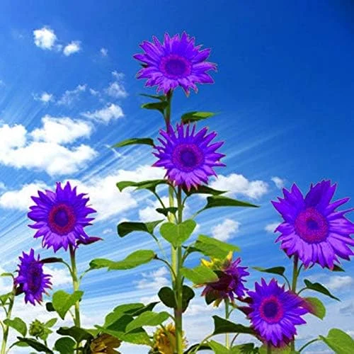 Purple Sunflower Seeds, Ornamental Flower Seeds, 25 Count, Purple, Non-GMO