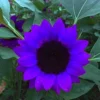 Purple Sunflower Seeds, Ornamental Flower Seeds, 25 Count, Purple, Non-GMO