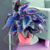 Rare Coleus Seeds Vibrant Foliage Ornamental Plant Easy Care Outdoor 100Pcs Colorful