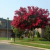 Red Crepe Myrtle Seeds, Deciduous Flowering Tree, 35 Pcs, Red, Low Maintenance Hedge & Screen