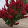 Red Crepe Myrtle Seeds, Deciduous Flowering Tree, 35 Pcs, Red, Low Maintenance Hedge & Screen