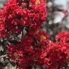 Red Crepe Myrtle Seeds, Deciduous Flowering Tree, 35 Pcs, Red, Low Maintenance Hedge & Screen