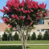 Red Crepe Myrtle Seeds, Deciduous Flowering Tree, 35 Pcs, Red, Low Maintenance Hedge & Screen