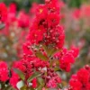 Red Crepe Myrtle Seeds, Deciduous Flowering Tree, 35 Pcs, Red, Low Maintenance Hedge & Screen