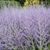Russian Sage Seeds - Blue Steel Perovskia - 100 Sky Blue Flowers - Drought Tolerant Perennial Plant
