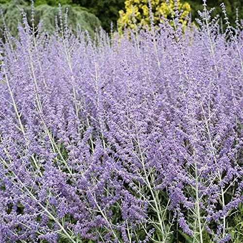 Russian Sage Seeds - Blue Steel Perovskia - 100 Sky Blue Flowers - Drought Tolerant Perennial Plant