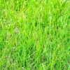 Zoysia Grass Seeds Warm-Season, Dense Carpet-Like Growth, Fine Texture, Durable Lawn & Landscape Applications, 1/8 lb, Brown, GMO Free