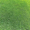 Zoysia Grass Seeds Warm-Season, Dense Carpet-Like Growth, Fine Texture, Durable Lawn & Landscape Applications, 1/8 lb, Brown, GMO Free