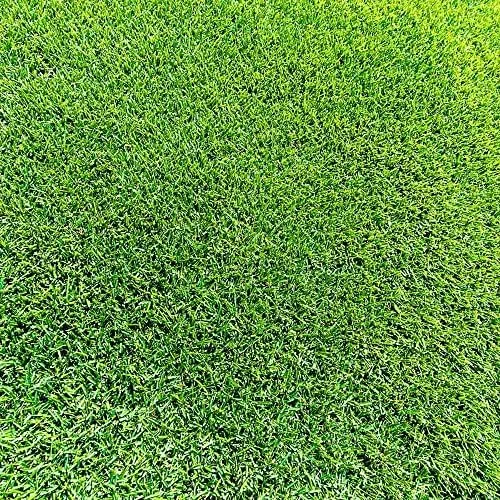 Zoysia Grass Seeds Warm-Season, Dense Carpet-Like Growth, Fine Texture, Durable Lawn & Landscape Applications, 1/8 lb, Brown, GMO Free