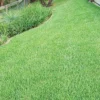 Zoysia Grass Seeds Warm-Season, Dense Carpet-Like Growth, Fine Texture, Durable Lawn & Landscape Applications, 1/8 lb, Brown, GMO Free