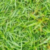Zoysia Grass Seeds Warm-Season, Dense Carpet-Like Growth, Fine Texture, Durable Lawn & Landscape Applications, 1/8 lb, Brown, GMO Free