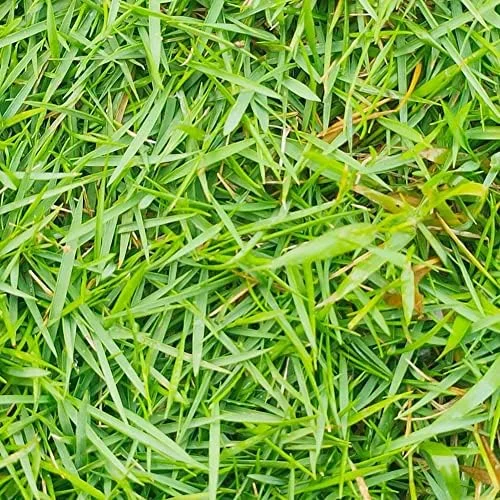 Zoysia Grass Seeds Warm-Season, Dense Carpet-Like Growth, Fine Texture, Durable Lawn & Landscape Applications, 1/8 lb, Brown, GMO Free